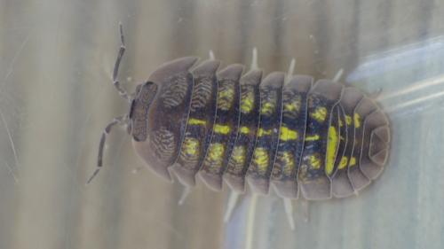 Armadillidium granulatum